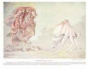 1924 Fish Print - Octopus - Vintage Antique Nature Science Animal Art Illustration Cabin Cottage Home Decor for Framing