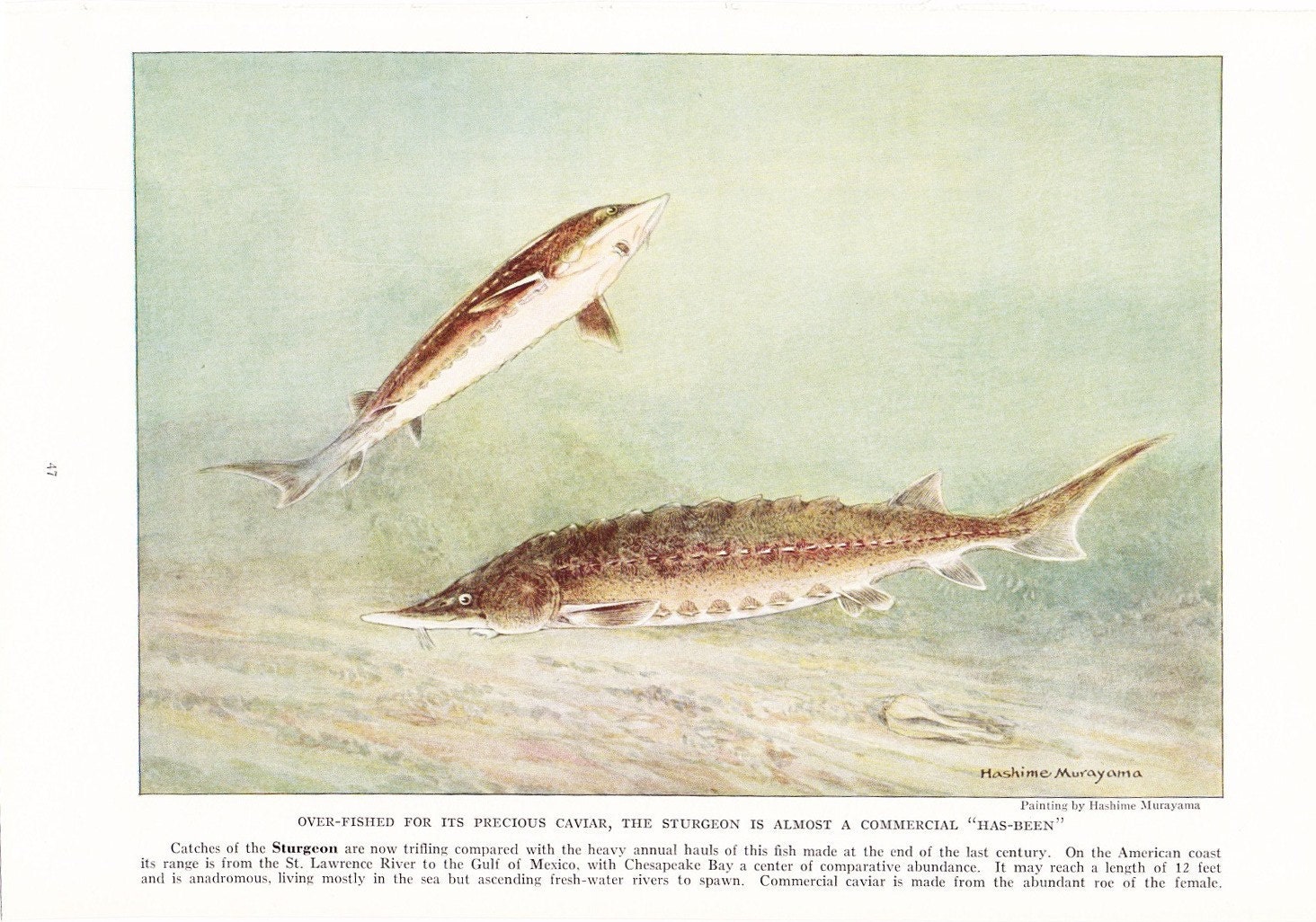 1924 Fish Print - Sturgeon - Vintage Antique Nature Science Animal Art Illustration Cabin Cottage Home Decor for Framing