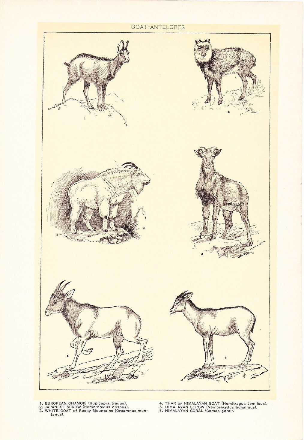 old animal illustrations