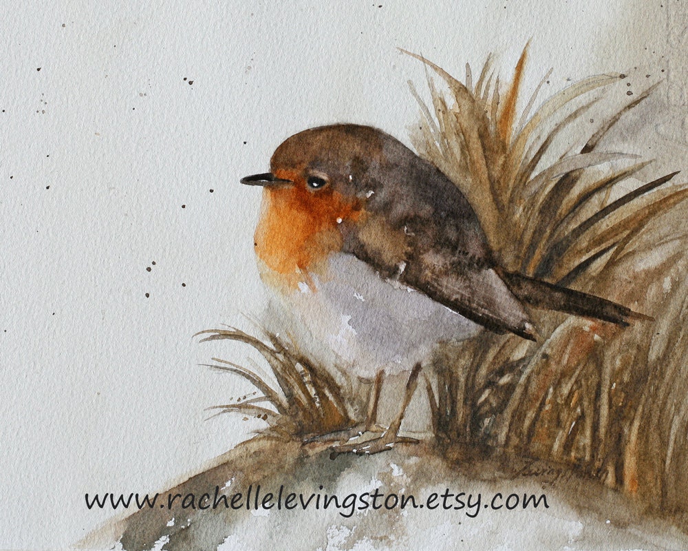 European Robin Bird