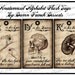 Anatomical Alphabet Flash Tags Edition Three Units Perfect Gift