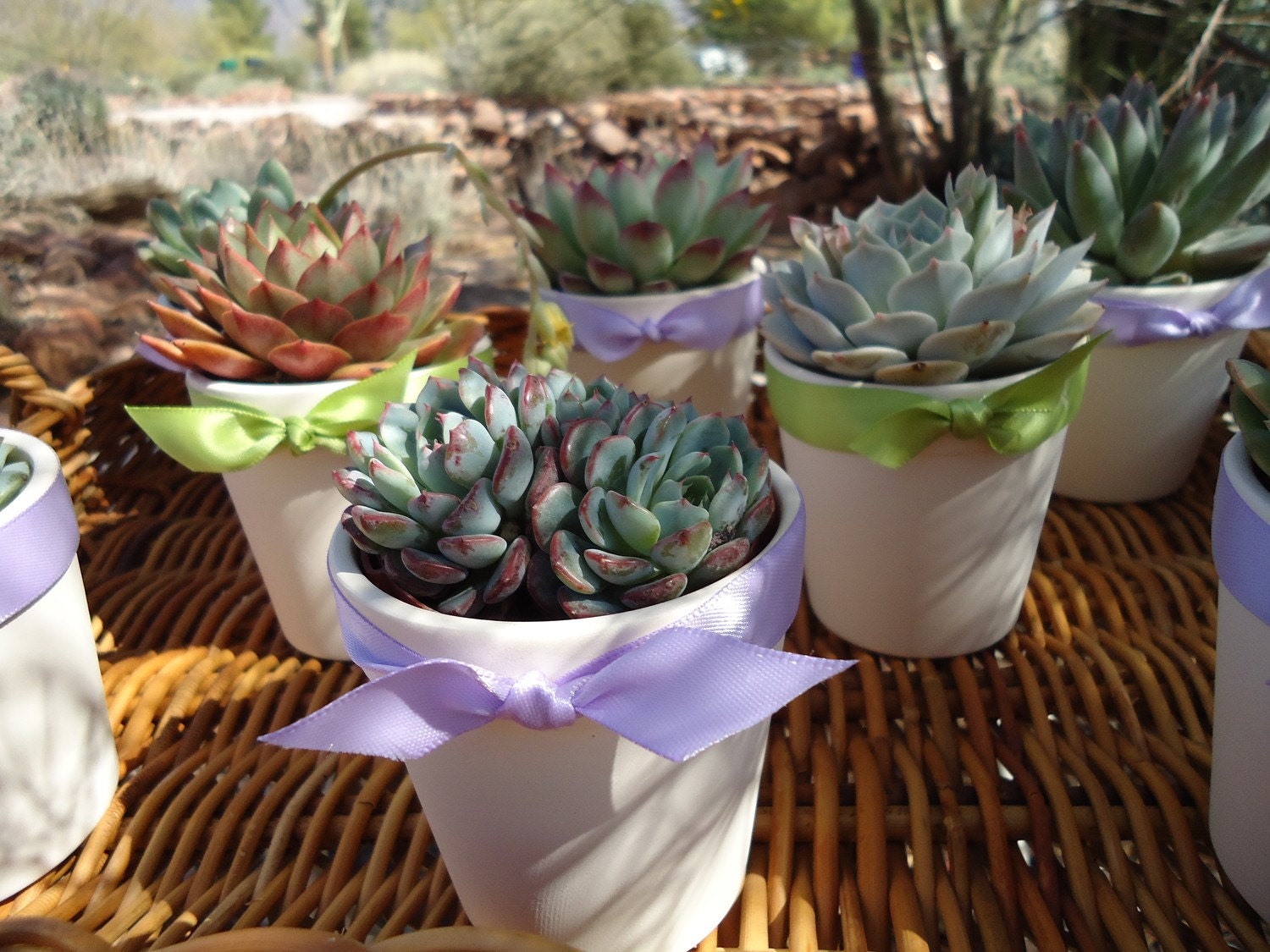 48 Succulent Plant Favors, Wedding Favors, Rosettes in 3" White Ceramic Pots for Your Special Event, Now Available With Favor Boxes
