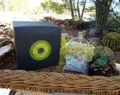 Succulent Terrarium Garden Hanging Glass Globe DIY Kit with Gift Box