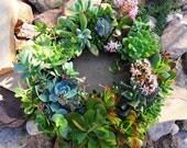 DIY Kit, Everything You Need to  Make Your Own Starter Succulent Wreath