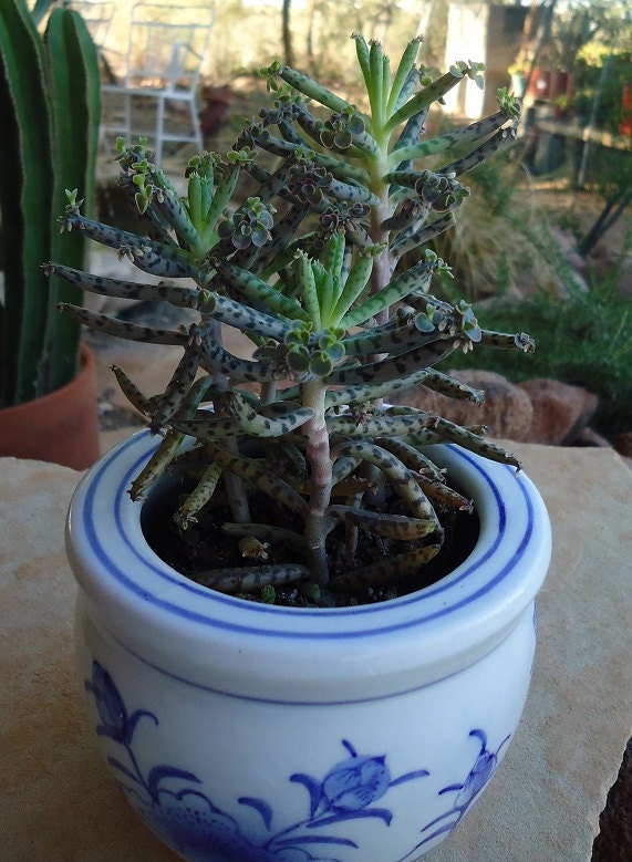 Kalanchoe Tubiflora Maternity Plant, Mother of Thousands Succulent Plant