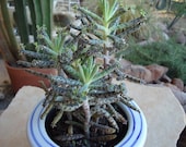 Kalanchoe Tubiflora Maternity Plant CUTTING, Mother of Thousands Succulent Plant