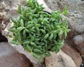 Senecio Radicans, String of Bananas, Succulent Plant, 4 Inch Pot, Great for Hanging Baskets and Terrariums