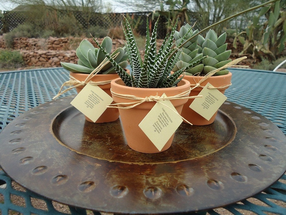 Buy plants wedding gifts - 36 Succulent Plant Wedding Favors in 3" Terracotta Pots with Raffia and Hang Tags
