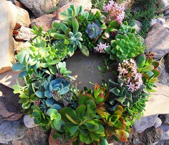 DIY Kit, Everything You Need to Make Your Own Starter Succulent Wreath
