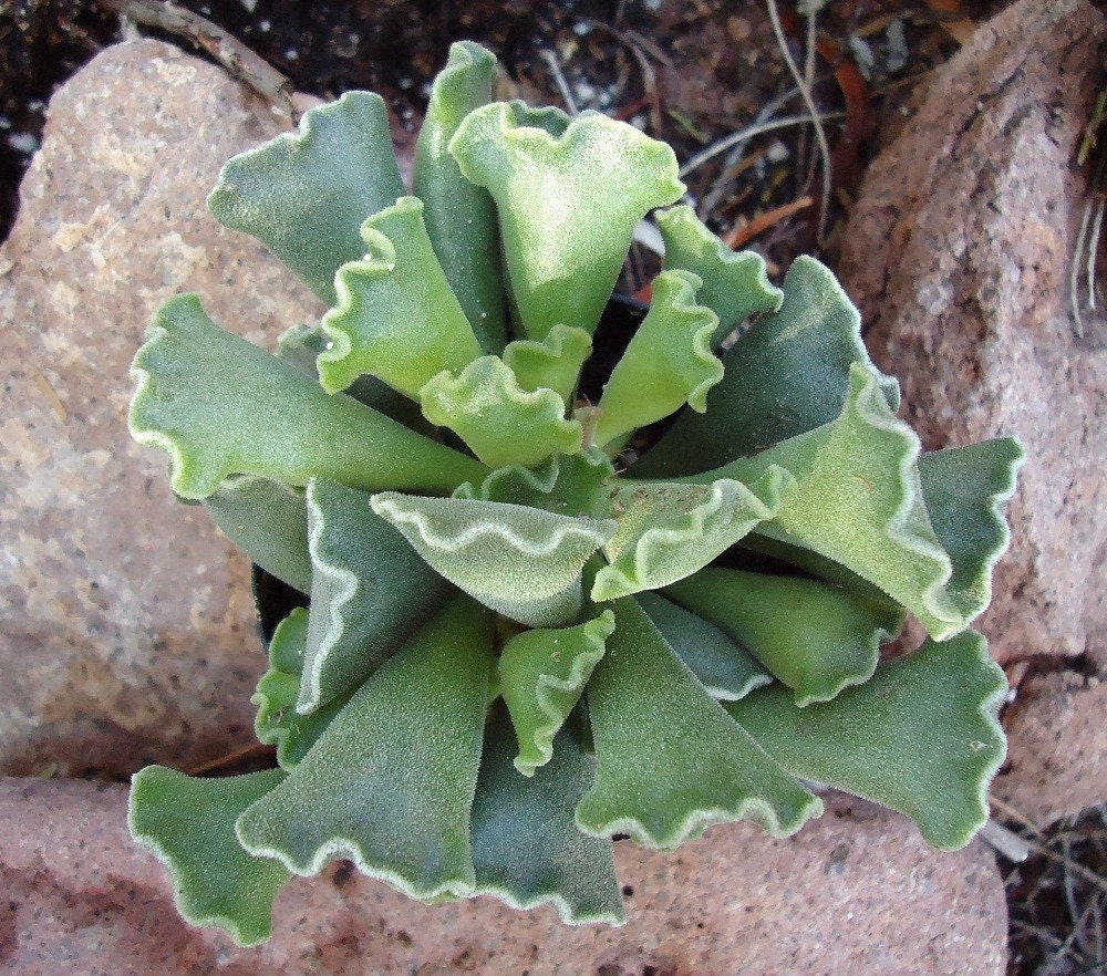 Succulent Plant Key Lime Pie