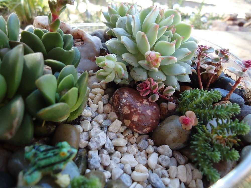 Succulent Mountain Stream Terrarium Centerpiece