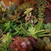 DIY Kit, Everything You Need to Make Your Own Starter Succulent Wreath