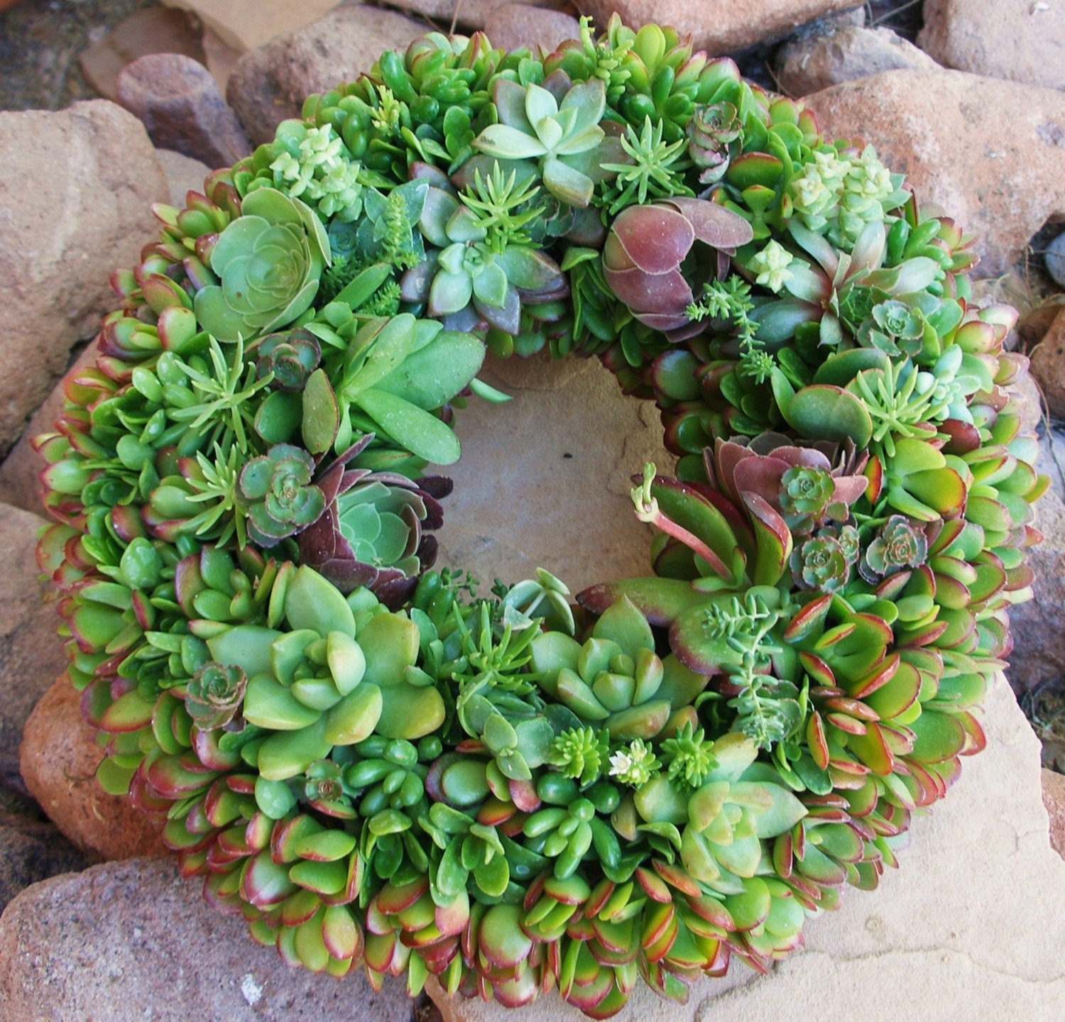 DIY Kit, Everything You Need to Make Your Own Starter Succulent Wreath