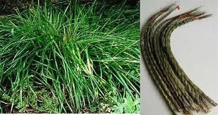 6 pack Sweetgrass, Sage and Cedar Soy Votives