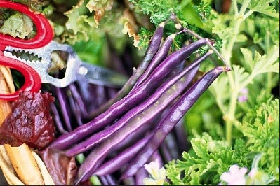 Organic Louisiana Purple Pod Pole Bean Heirloom Vegetable Seeds - nimblenitecap