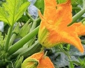 Organic Black Zucchini Heirloom Vegetable Seeds