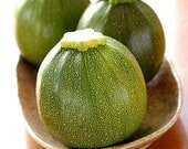 Organic Round Zucchini Squash Heirloom Vegetable Seeds