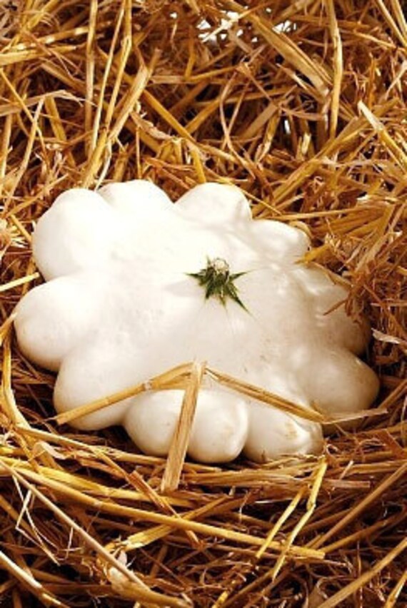Organic Scallop Summer Squash Early White Bush Heirloom Vegetable Seeds