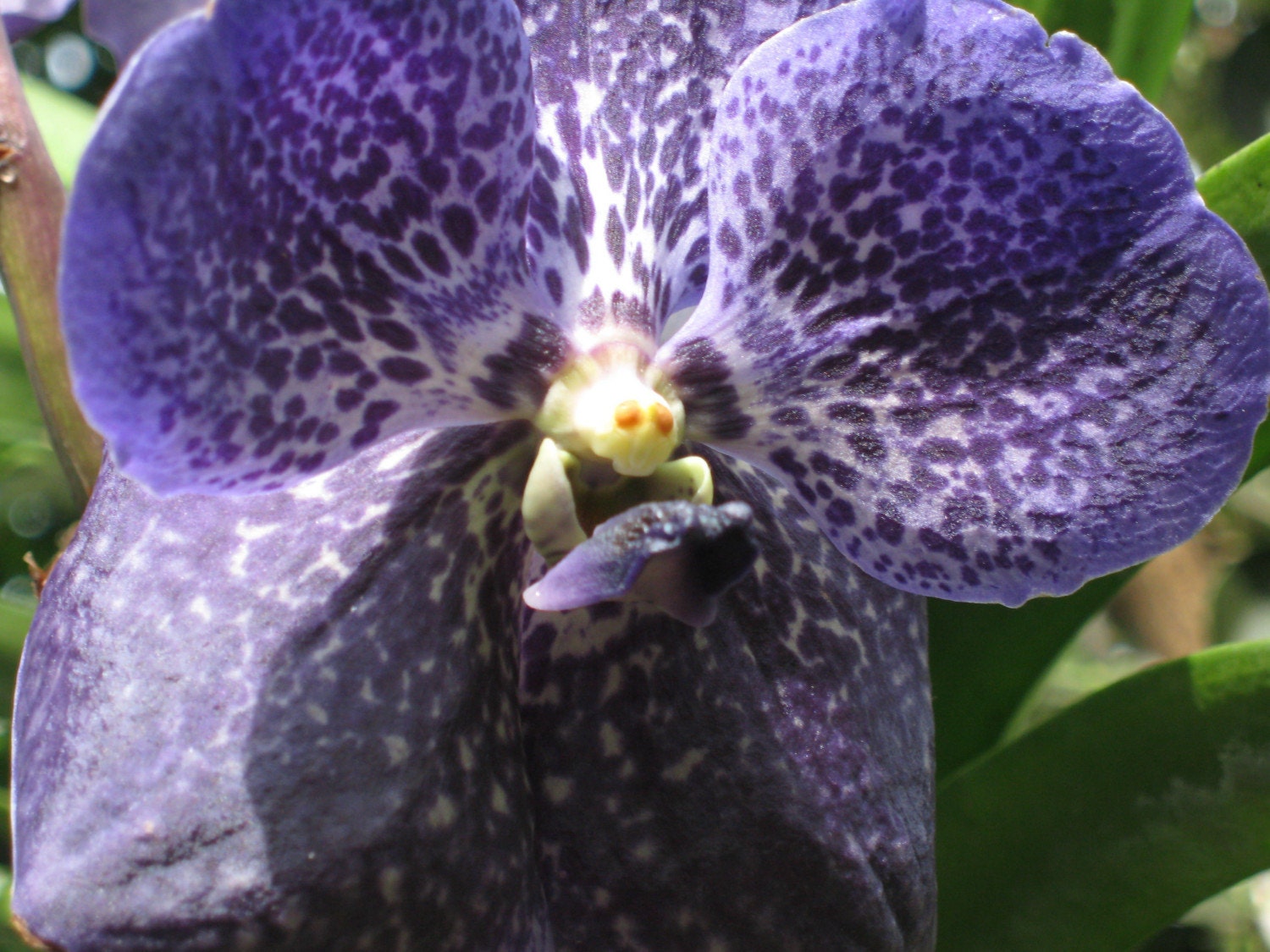 Shades of Violet 8x10