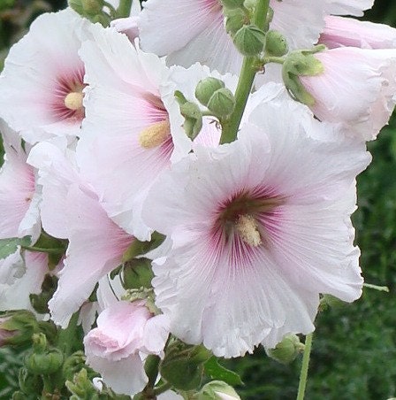 Heirloom Hollyhock Flower (pink) Seeds