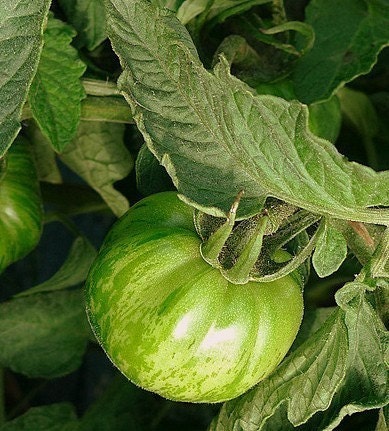 Not Quite Heirloom Green Zebra Tomato Seeds