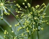 Heirloom Dill Herb Seed- Mammoth Long Island