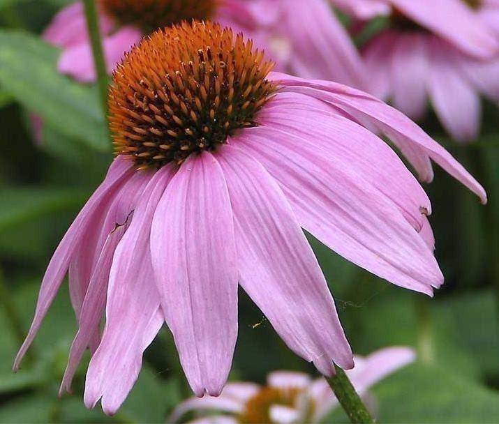 Heirloom Purple Coneflower Flower Seeds