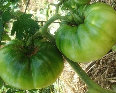 Heirloom Tomato Seeds- Frank's Large Red Tomato