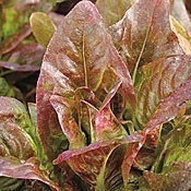 Heirloom Red Deer Tongue Lettuce Seeds