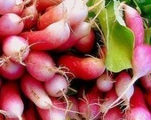 Heirloom French Breakfast Radish Seeds
