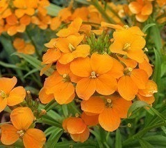 Heirloom Siberian Wallflower Flower Seeds