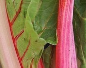 Heirloom Swiss Chard Seeds