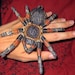 Mexican Red Knee Tarantula  Brachypelma smithii  Spider Steam Punk  Iron on Patch