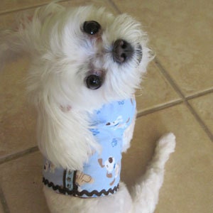 Blue Arf Puppy Print Harness for Small Dogs Chihuahua, Yorkie, Maltese