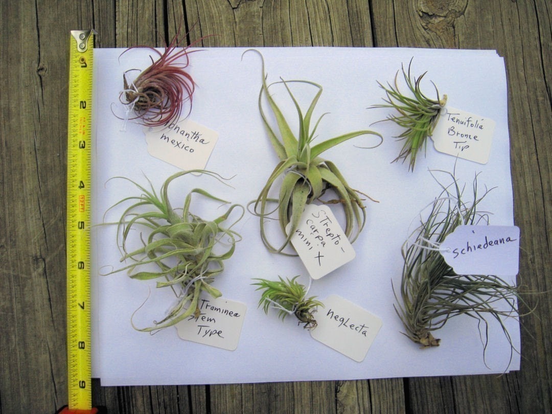 5 Air Plants