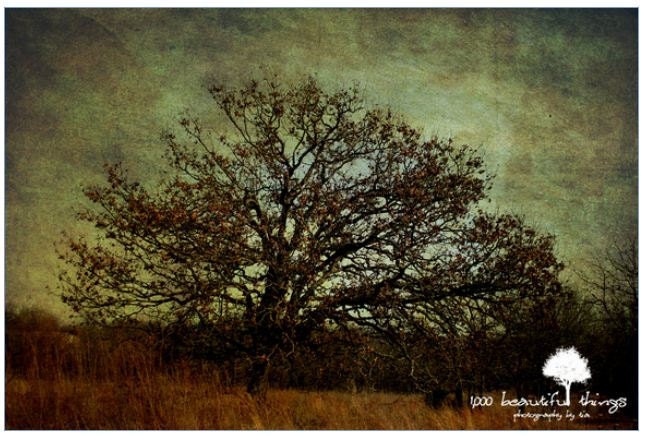 Sale Tree of Life  11x14 fpoe poe team