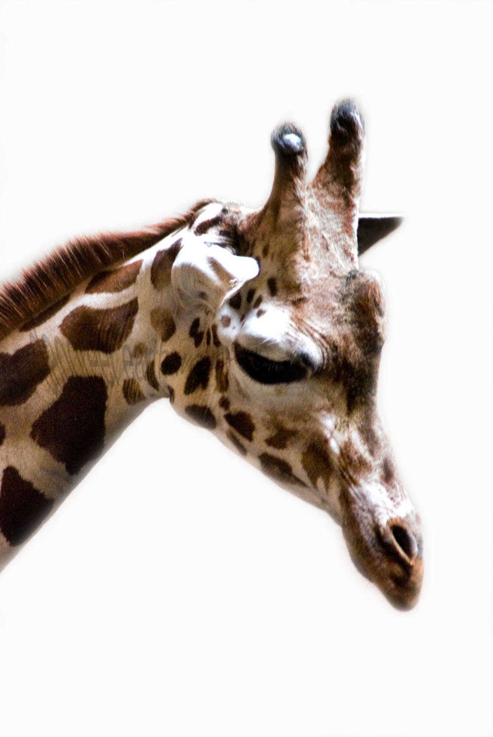 In Hiding - 4x6 Fine Art Photograph
