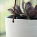 Scribble Hanging Planter