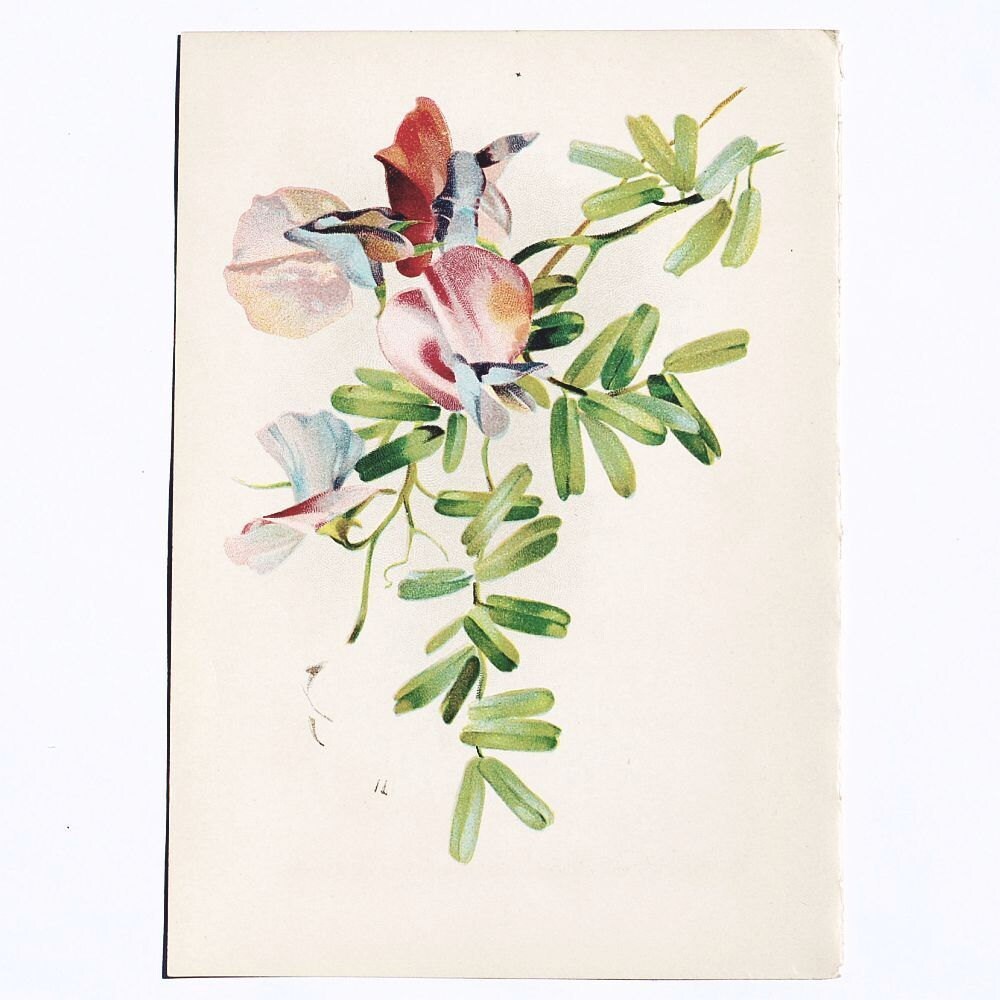 Botanical Illustration Flower