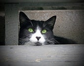 Schubert the Tuxedo Kitty Cat Kitten 11x14 Fine Art Photography Photo Print