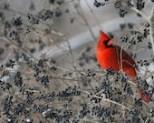 5x7 Photo Cardinal Red Male in a Bush With Berries During Winter