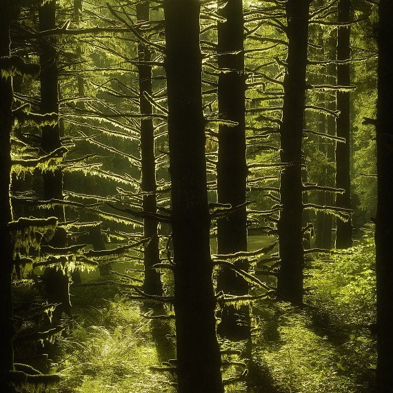 Woods Nature Photography "Mossy Forest" Moss Green Tree Photograph - Oregon Landscape Color Simple Mossy Trees Wall Decor 12x12 Photo Print