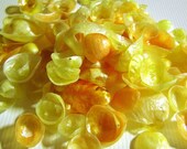 SALE - 30 Jingle Shell Beads for Crafting - Found Objects - Beachcombed Shells - Seashells