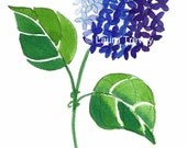Blue Hydrangea Watercolor Print