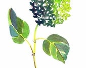 Green Hydrangea Watercolor Print