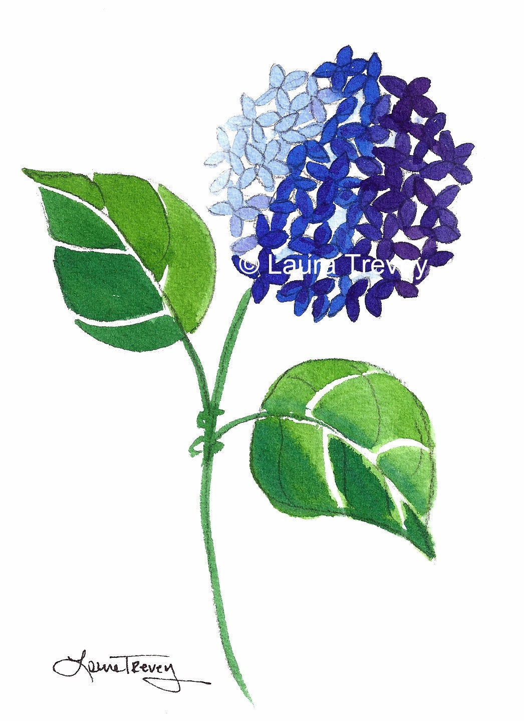 Blue Hydrangea Watercolor Print