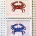 Blue Crab Digital Print