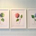 Pink Hydrangea Watercolor Print