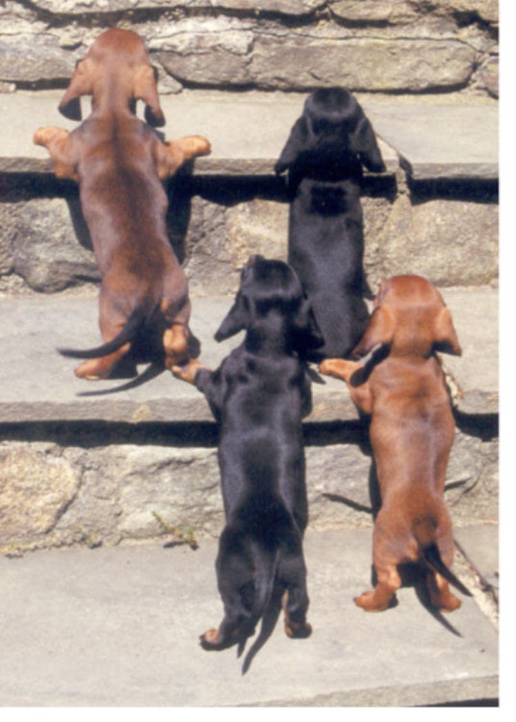 Baby Dachshund Dogs Climb Stairs Dog Magnet Doxie Dachie