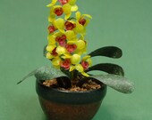dollhouse scale orchid plant